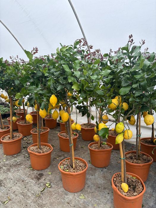 Plante ornamentale de amenajare