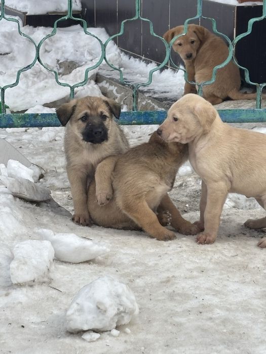 Отдадим щенков в добрые руки