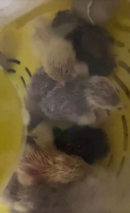 Mini inkubator sotiladi