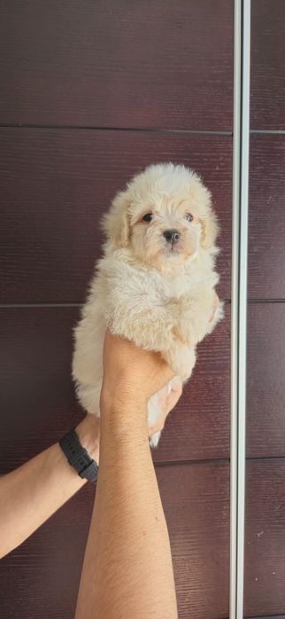 Предлагаю щенков породы Мальтипу Ф1