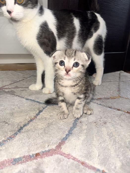 Шотландские котята