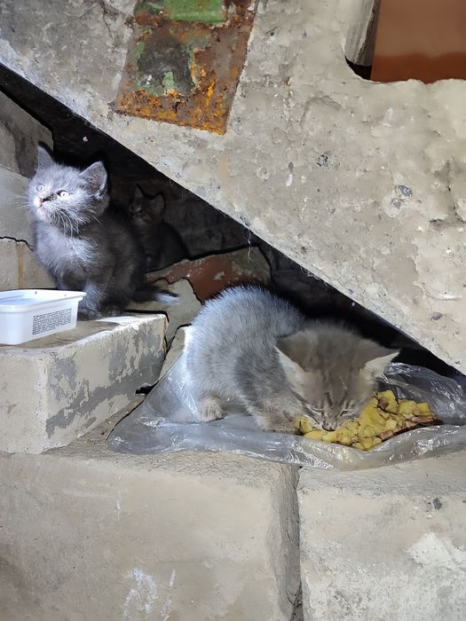 Отдам котят в хорошие руки