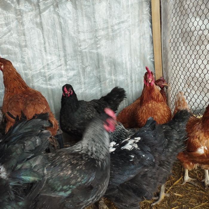 Продам куры домашние