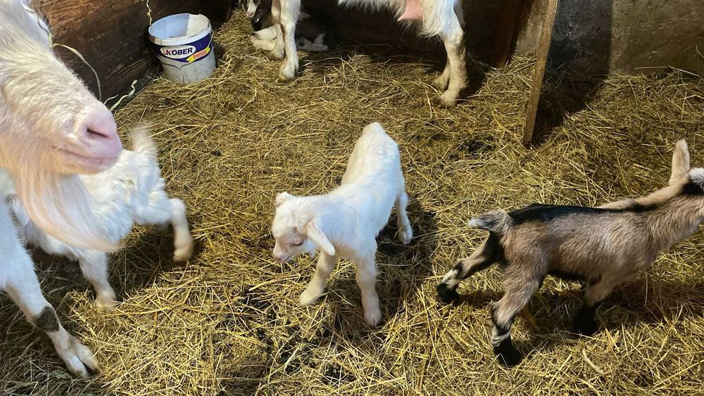 Iezi de vanzare 2 mici si unul mare de 1 an