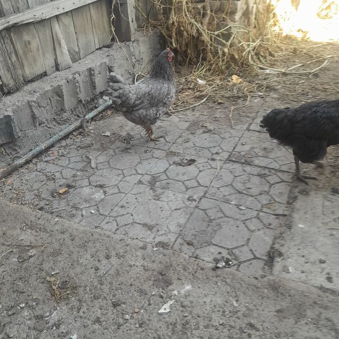 Продам курочку  и петушка
