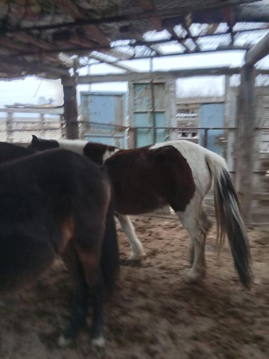 Жылқы малы сатылады..