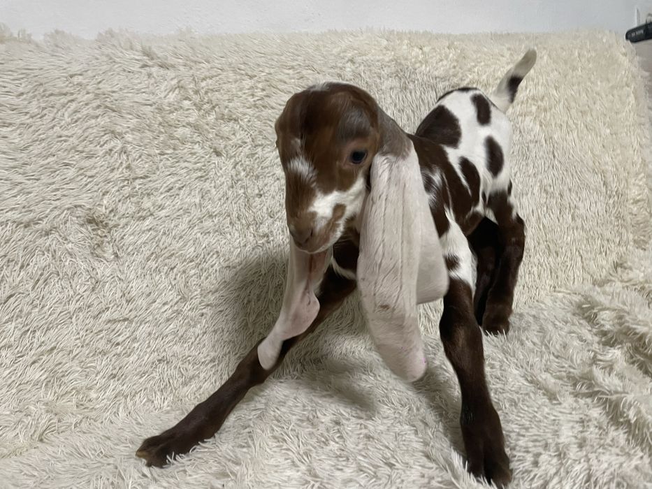 Козлик % камори