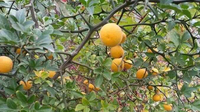 Lamai De Gradina Trifoliat