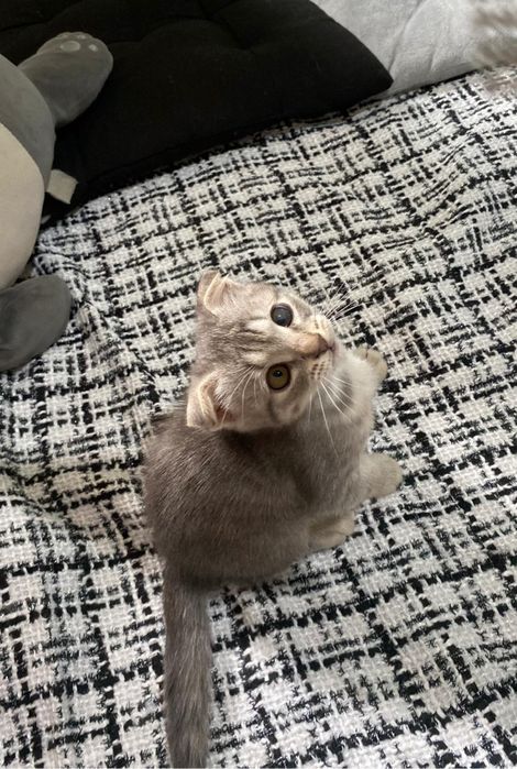 Шотландский котёнок, 2,5 месяца