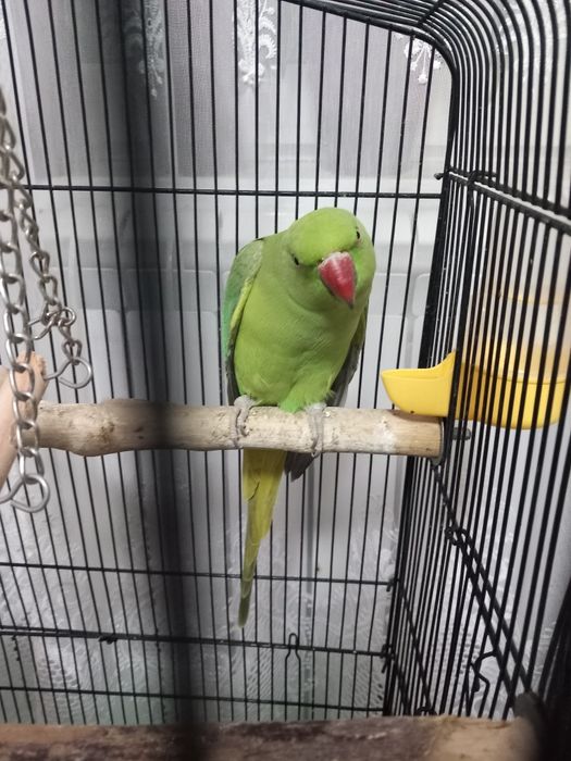 Papagal micul alexandru