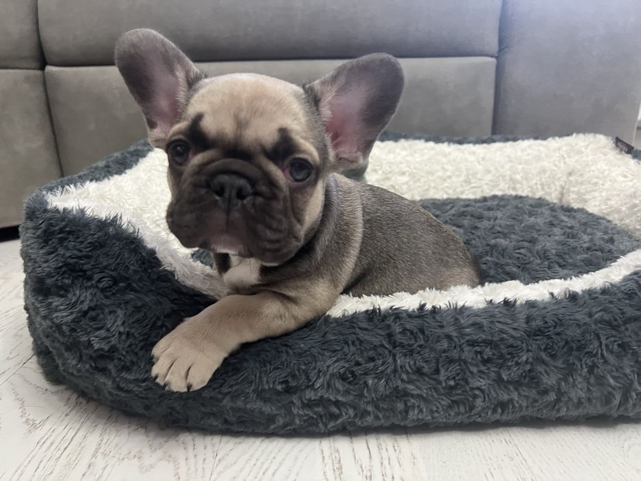 Французский бульдог