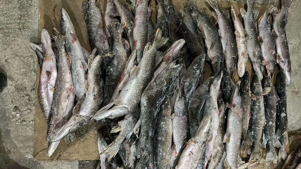 Щука-Шортан Свежый