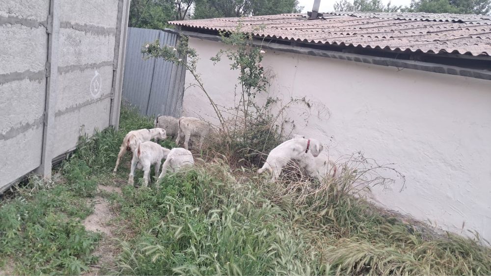 Продам козлов срочно