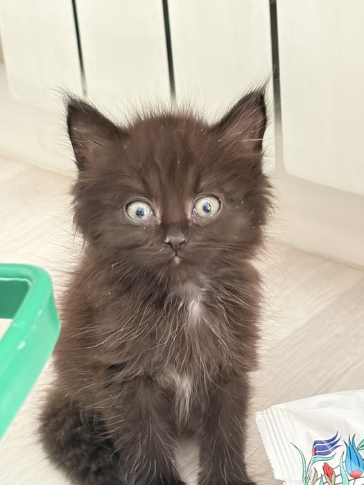 Котенок ищет дом