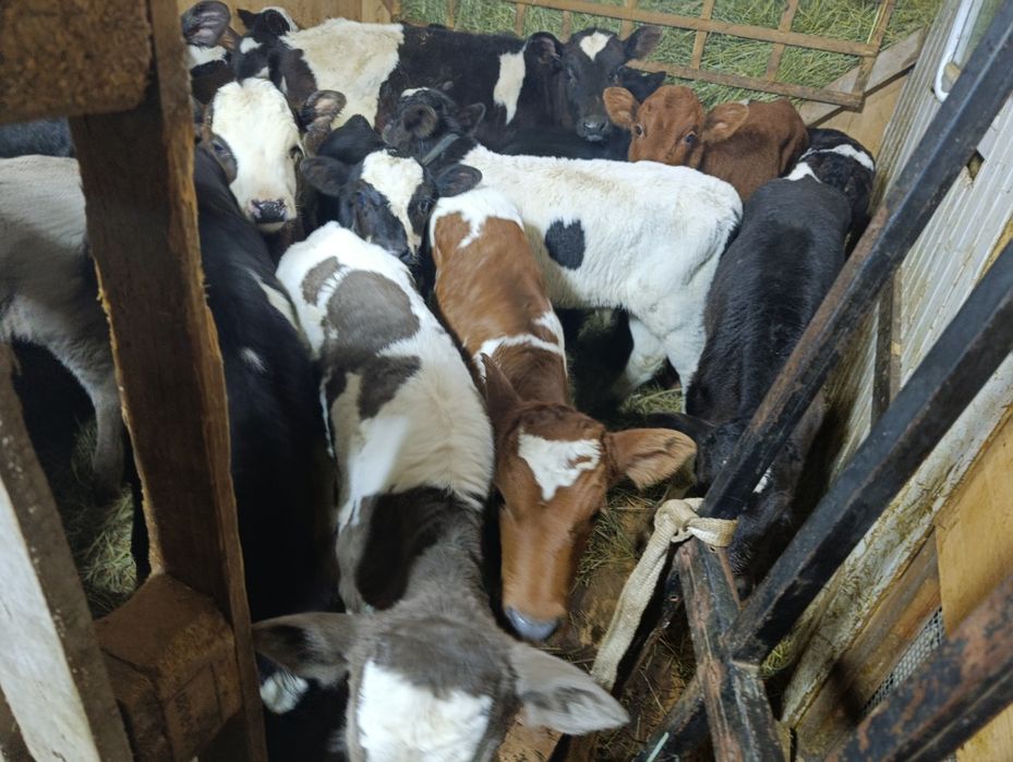 Телята от высокодойных коров тёлочки бычки