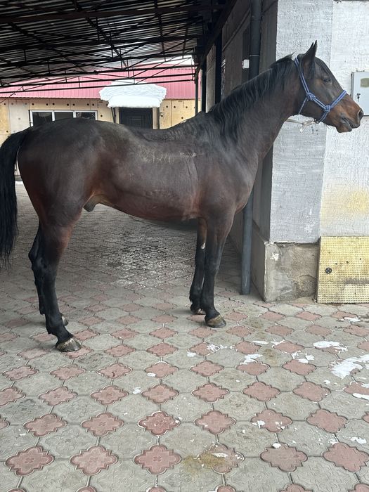 Айгыр жеребчик лошадь жеребец