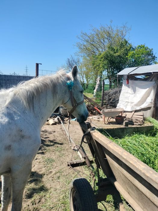 Vand cal ,are 12 ani