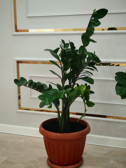 Домашние цветы продаётся, гүлдер сатылады.