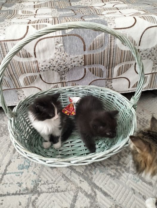 Котята в хорошие руки