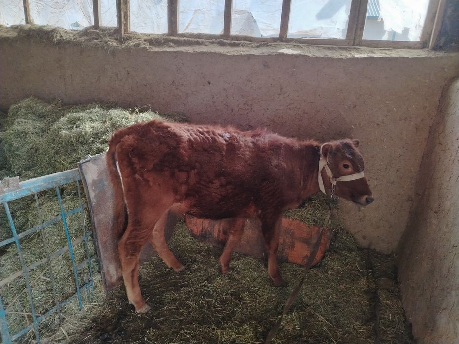 Хужакча гунажин уйда далага чикмаган