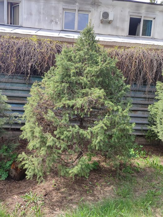 Продам Ёлки , Алматы , район Кар Сити