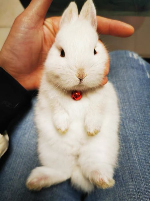 Siz yoqtiradigan karlik quyonchalari