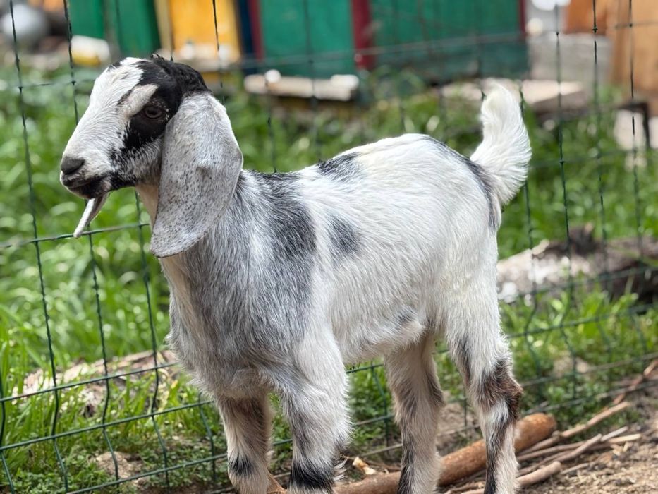 SROCHNO!!!Yosh takalar sotiladi