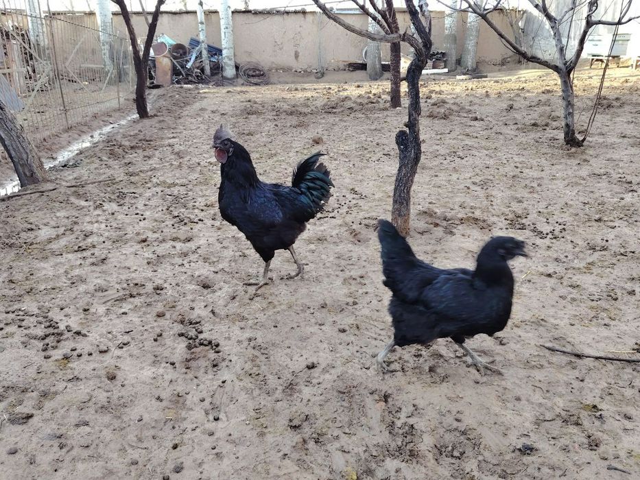 Uhayul xuroz va tovuqlar sotiladi