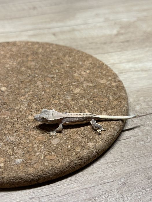 Pui de Crested Gecko