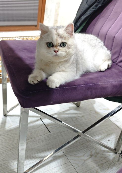 Манчкин Британские котята   девочка