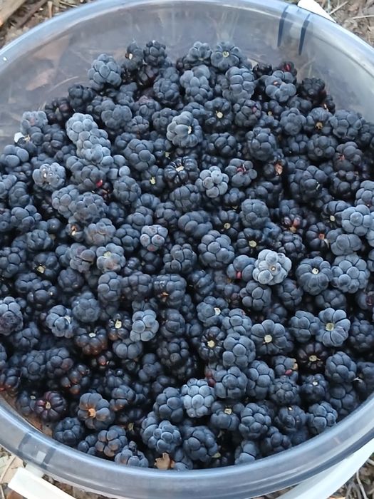 Продам Ежевику 5 литров