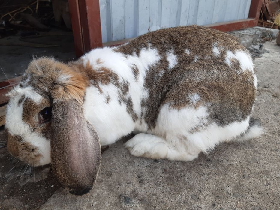 Продам крупных крольчих.