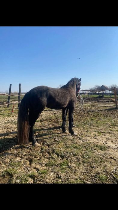 Vând iapa  mets de frizian