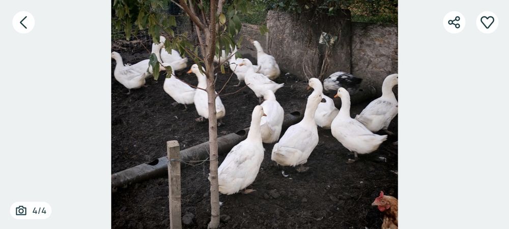 Oua de rata Pekin pentru incubat