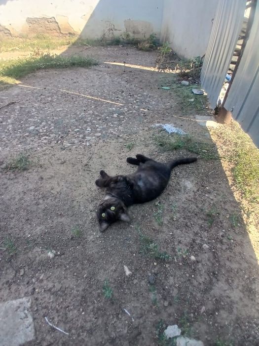 Отдам в добрые руки