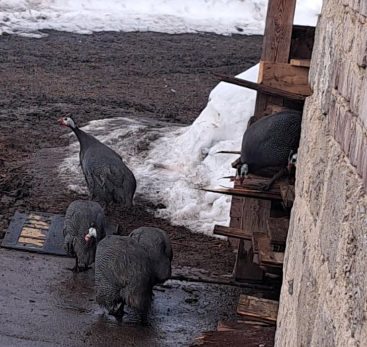 Vând 2 bibilici tinere