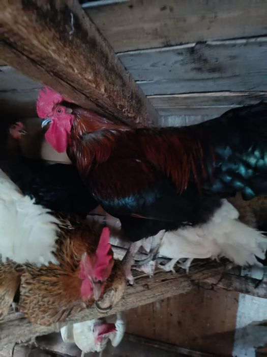 Продам домашних кур