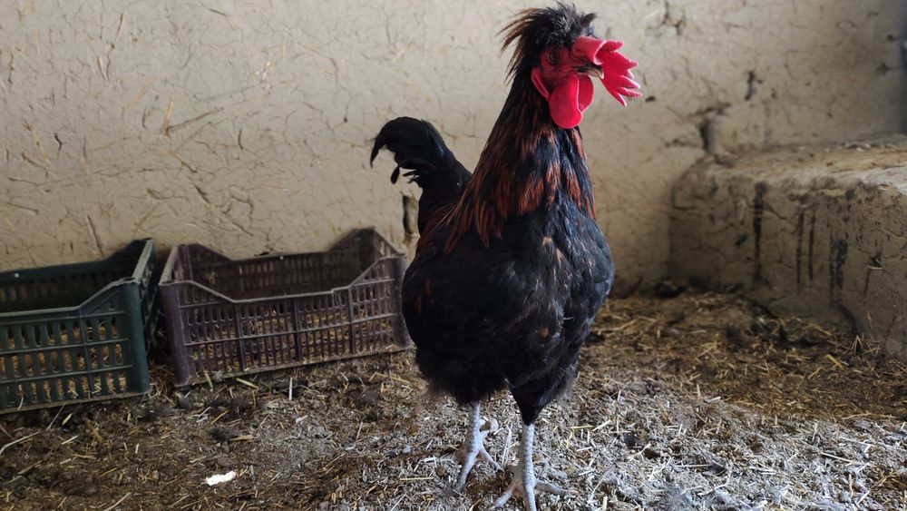 Xurozlar sotiladi Qora shaxzoda tuximidan chiqqan