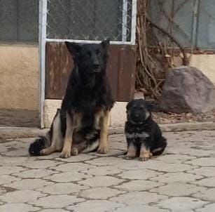 Щенок немецкой овчарки