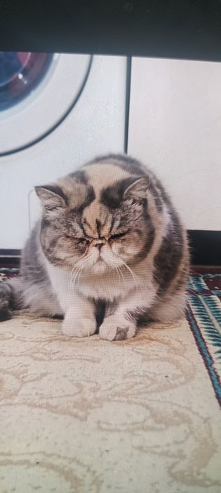 Срочно продается кошка, персидская порода