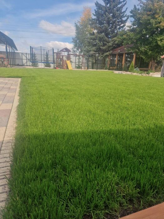 Газон ель саженцы