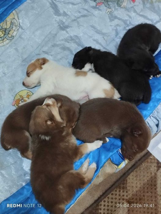 продам очаровательных малышей