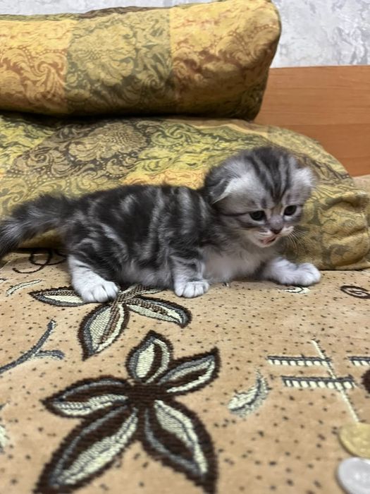 Шотландские котята