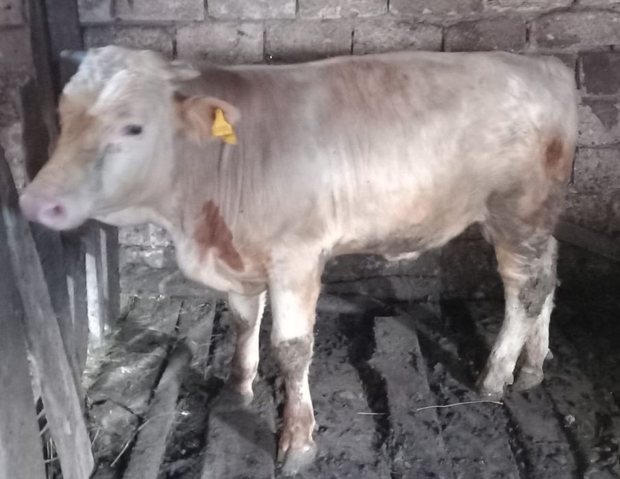 Продам бычка 1 год 5 месяцев