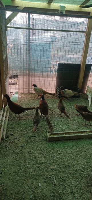 Fazani de mai multe rase