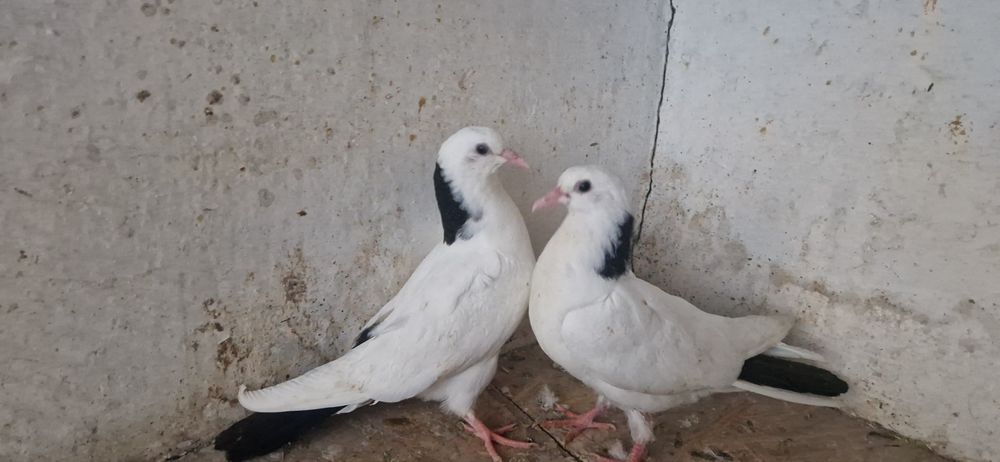 шеики молоды разные