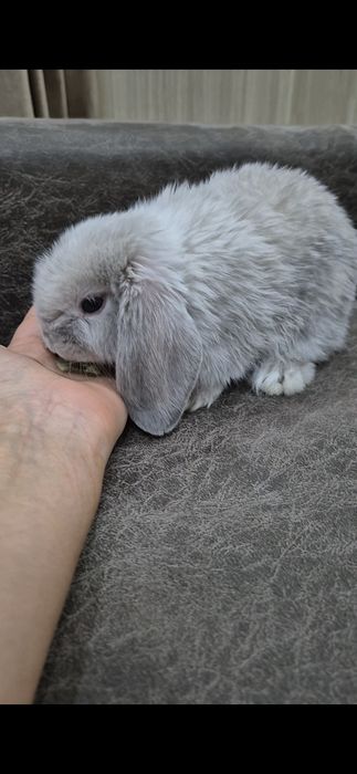 Кроличек минилоп