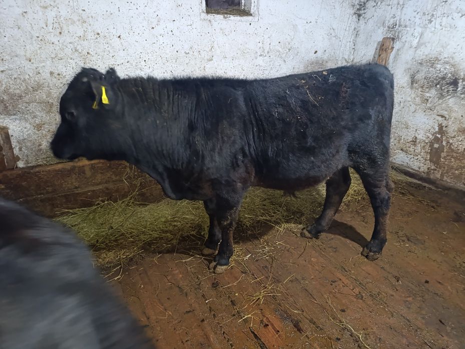 Абердин Ангус 6 мес