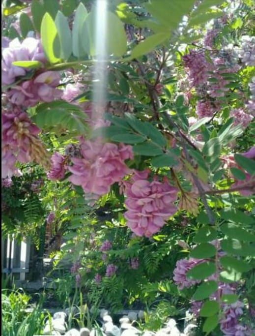 Продам Розовую акацию, Туи, Юкку, Барбарис, Пионы, Суммах