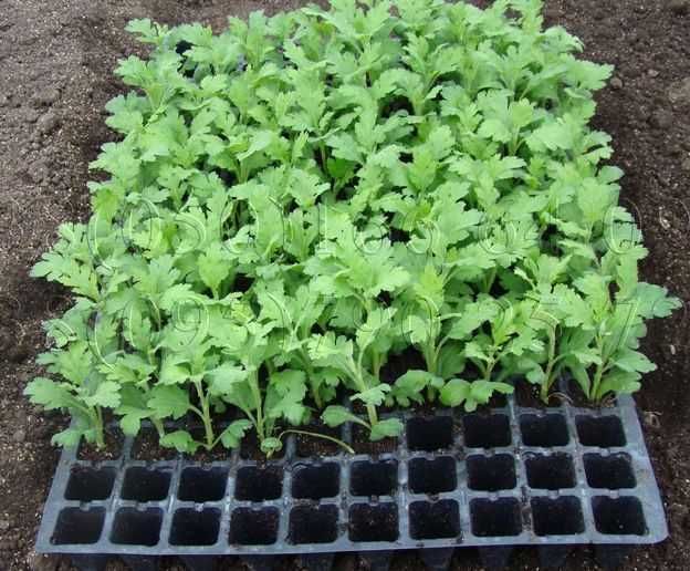 Butasi crizanteme 50+25 gratis